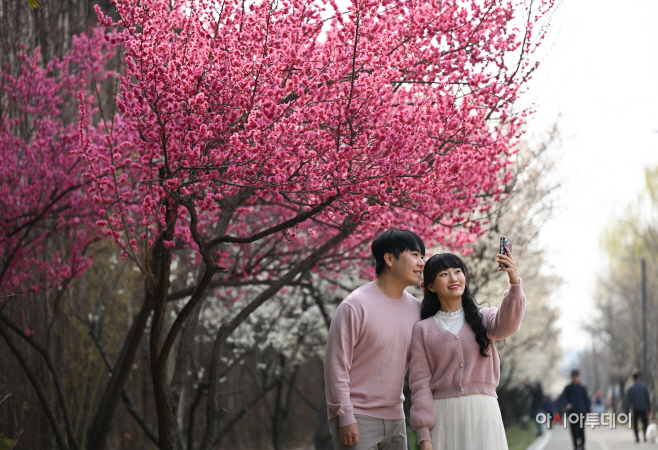 만개한 청계천매화거리