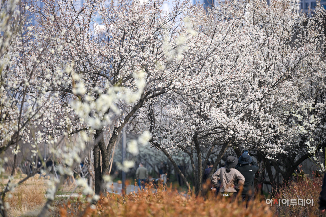 만개한 청계천매화거리
