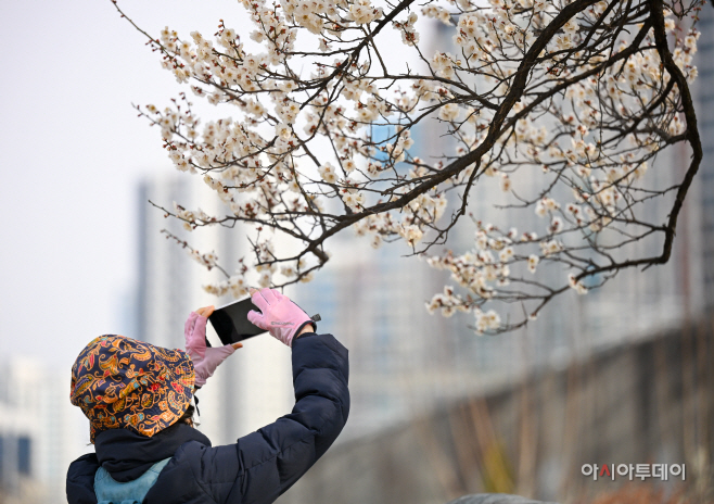 만개한 청계천매화거리