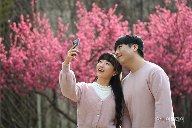 만개한 청계천매화거리