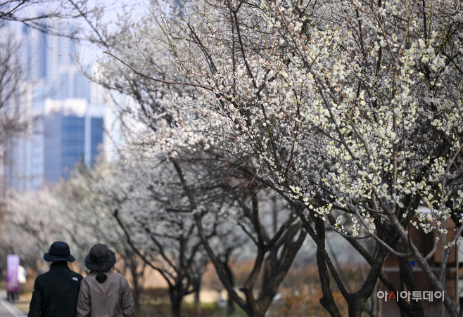 만개한 청계천매화거리