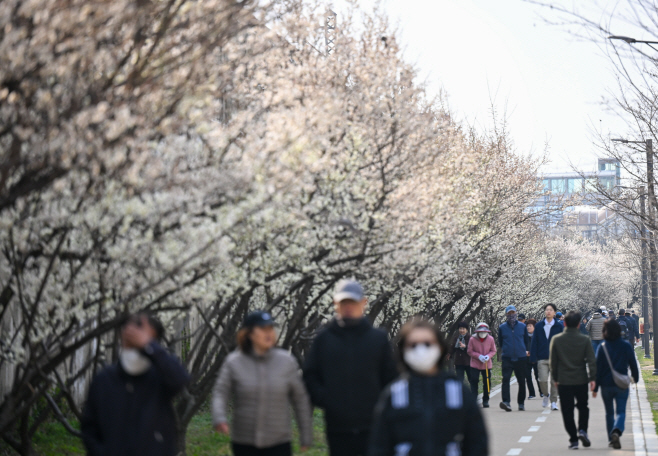 만개한 청계천매화거리