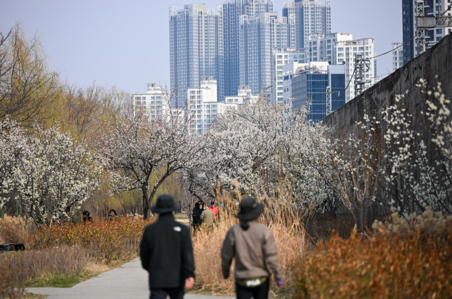 만개한 청계천매화거리