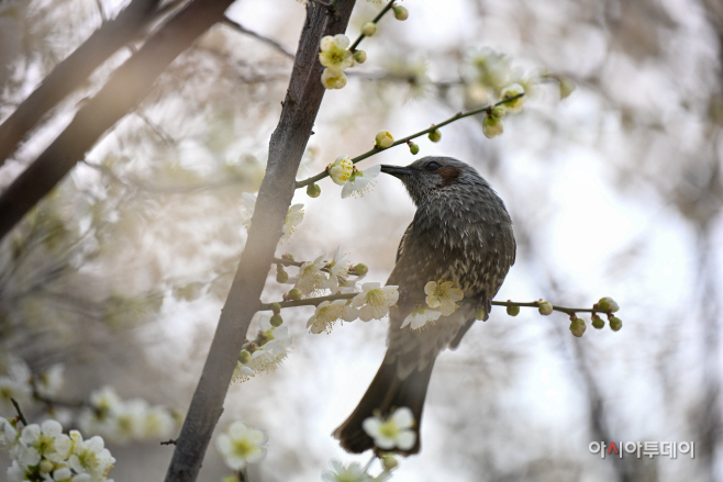 매화 꿀 따는 직박구리4