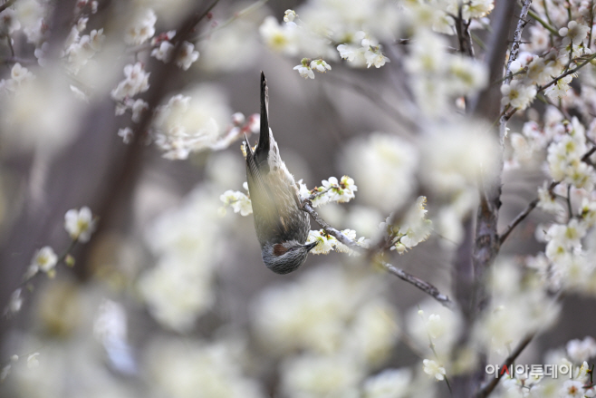 매화 꿀 따는 직박구리1