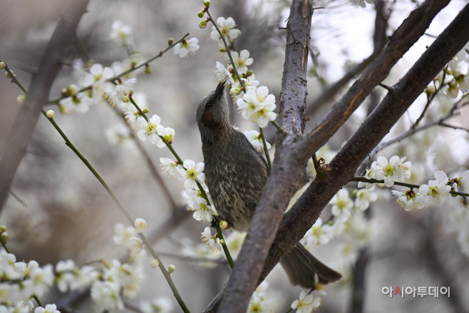 매화 꿀 따는 직박구리3