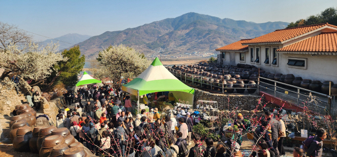 광양매화축제, 유료화 이후 최대 인파