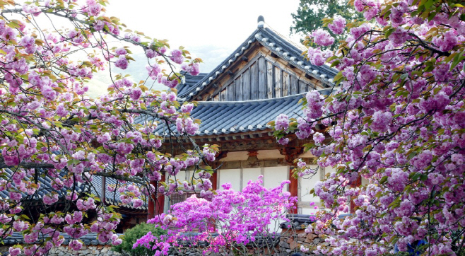 선암사 겹벚꽃 (2)