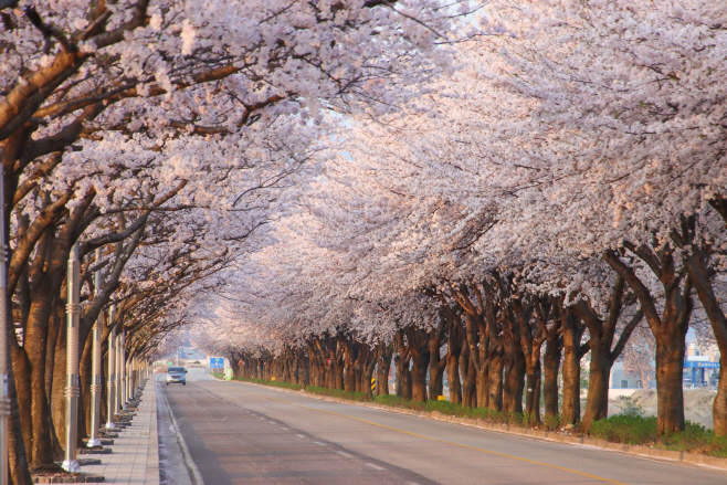 붙임2. 남대천 벚꽃길_양양군 제공