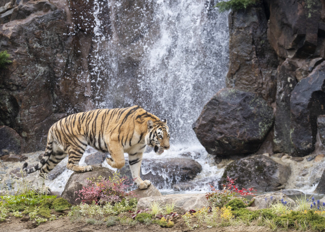 4. 에버랜드, 더 와일드하게 돌아온 NEW 사파리월드