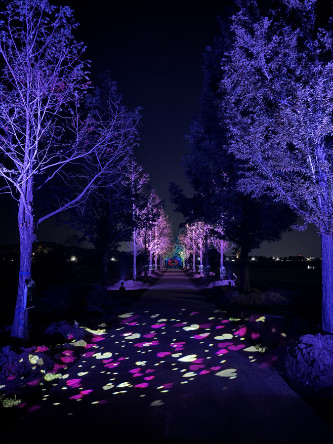 (사진)밤마다 빛으로 피어나는 강릉 메타세콰이어길 1