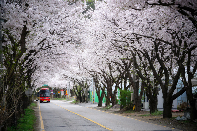 벗꽃 구경 멀리갈 이유 없다. 광주에 다 있으니까