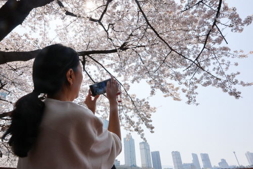 벚꽃 담기<YONHAP NO-4133>