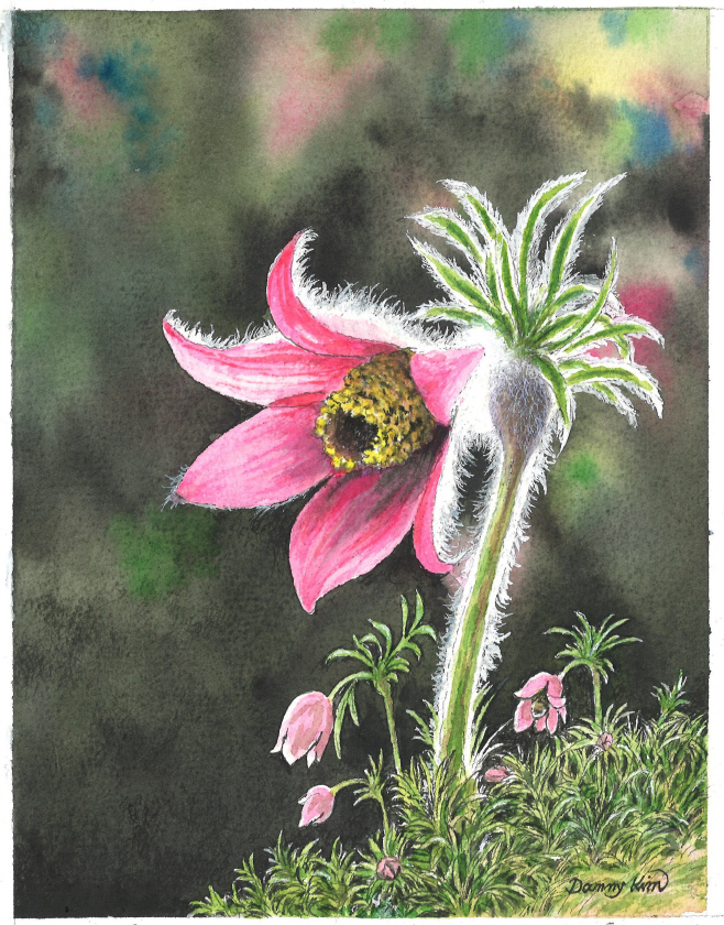 (79) 분홍할미꽃 그림