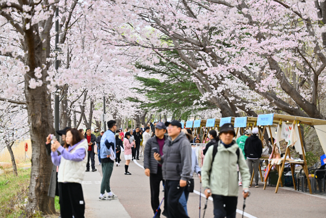 속초 25년 4월 영랑호 벚꽃축제 당시