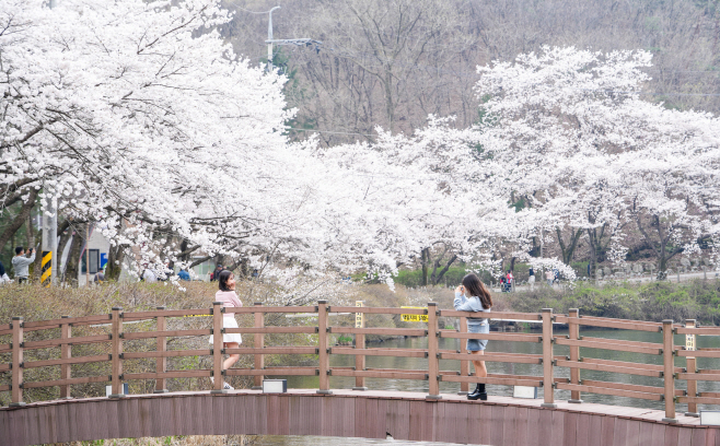 04-06 진안군, 늦게 피어 더 여유로운 진안고원 벚꽃 여행 추천(마이산)