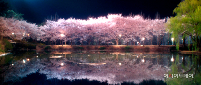 호서대 소류지 벚꽃길