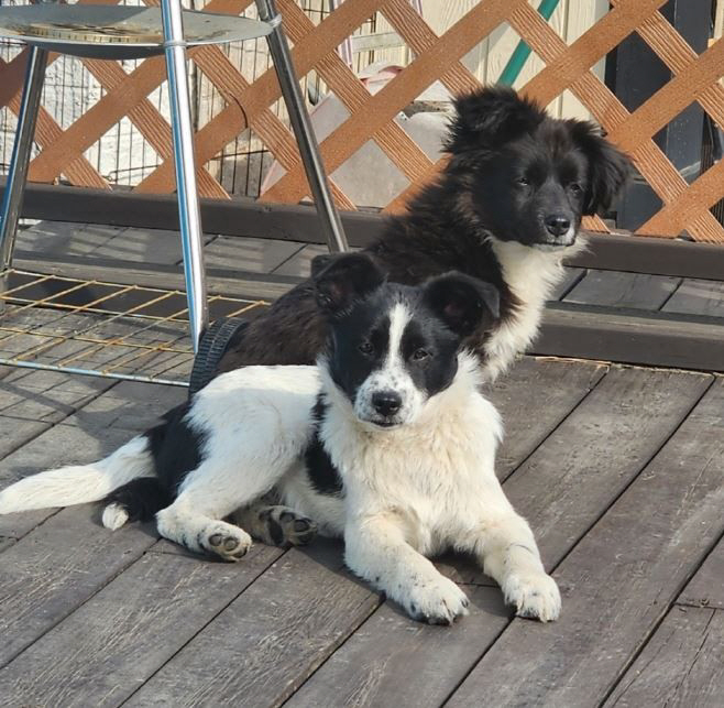 해외 입양된 양양군유기동물보호소 유기견 2마리