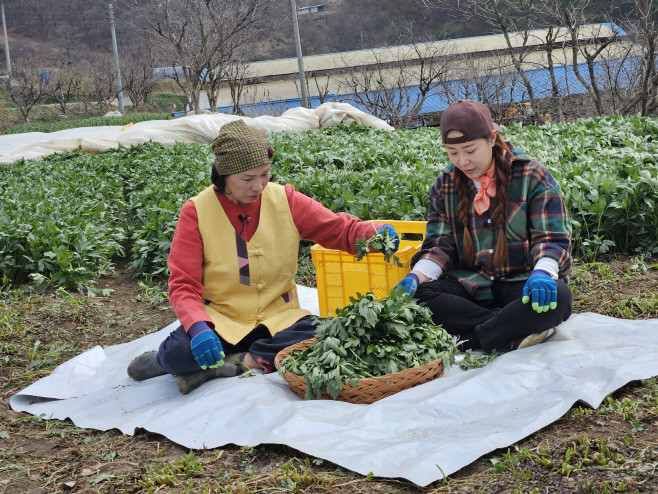 1. 황금빛 꽃 아래 숨겨진 초록 보물... 청양 죽림리 삼잎국화, 전국 안방 점령!(1-1)