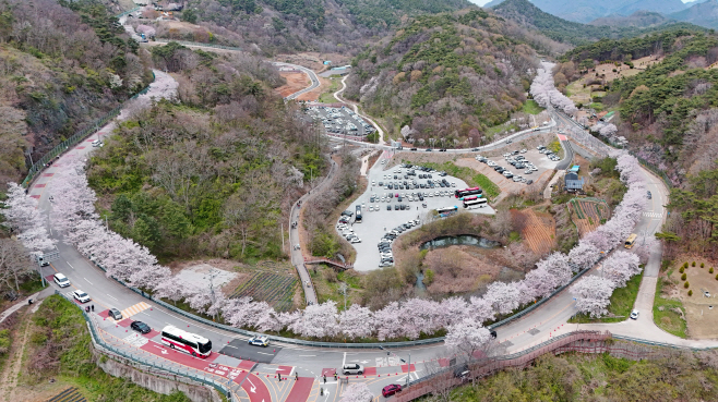 1.봄의 향연, 옥정호에 물들다”... 2026 임실 옥정호 벚꽃축제 성료8