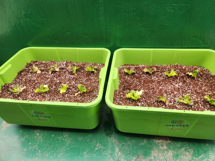 (사진) 동작구 분양 ‘상자텃밭’