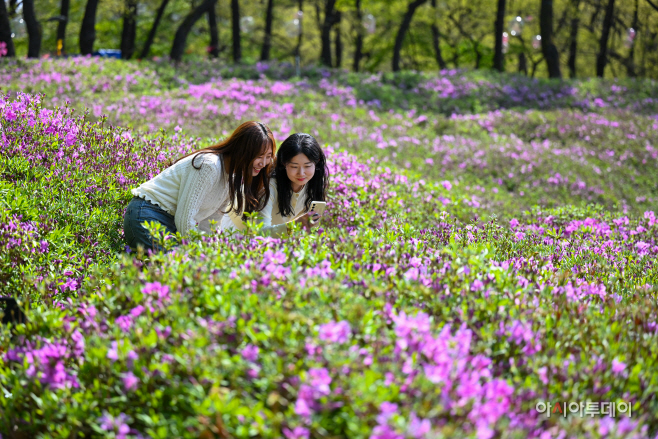 2026 불암산 철쭉제4