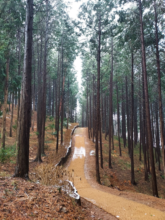 치유숲길(편백숲길)