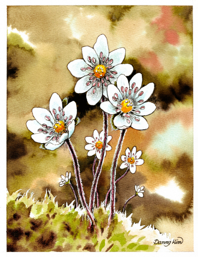 (81) 노루귀 그림