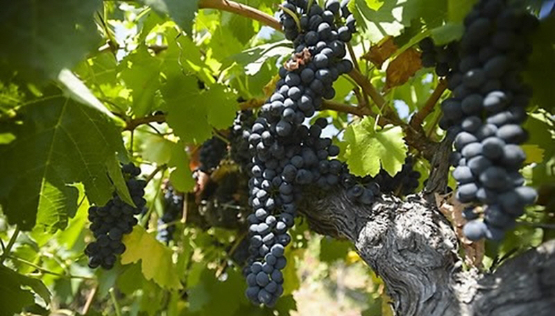 PEP20150312132801034_P2_99_20150312225417