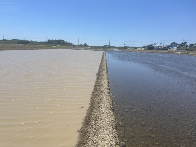무논 써레질과 마른논 써레질 수질 비교