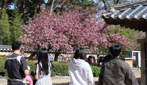 봄은 화사한 분홍빛<YONHAP NO-2636>