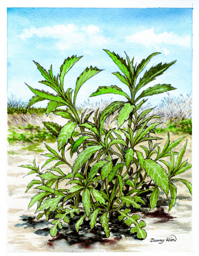 (82) 콩다닥냉이 그림