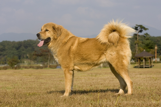 1.임실군, 충의와 헌신 오수개