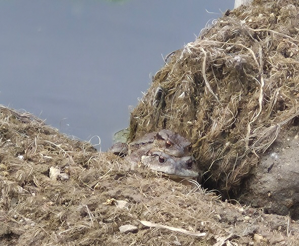 환경정책과(용연저수지 묵논습지 두거비.올챙이 떼) (1)
