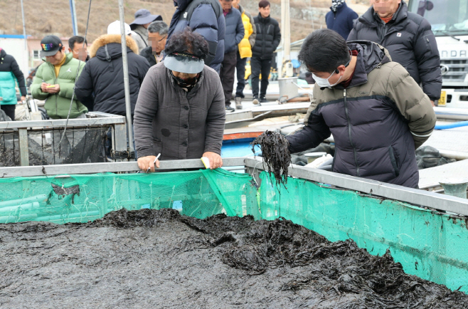 2026년산 물김 생산량 전국 1위