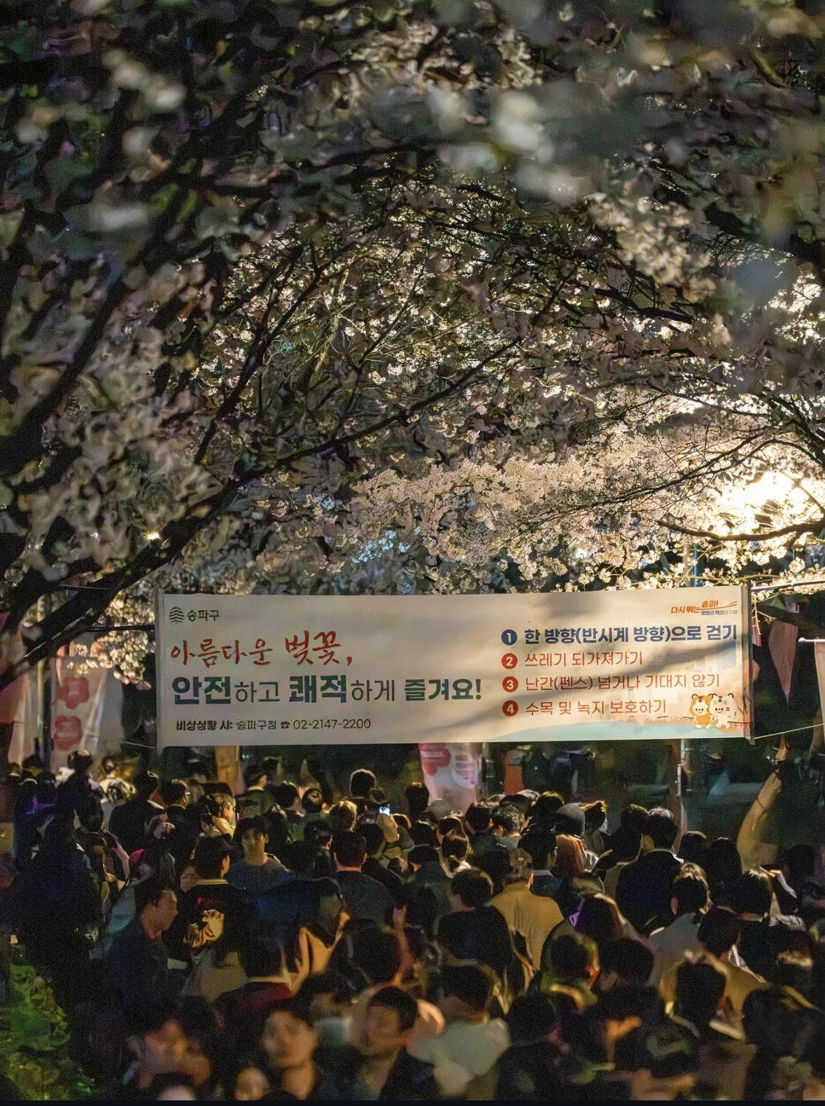 1.2026 호수벚꽃축제_군중