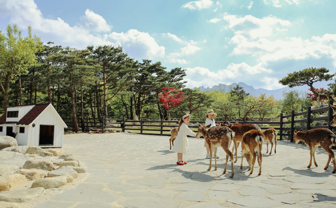 [이랜드파크] 켄싱턴리조트 설악밸리_사슴 먹이주기 체험