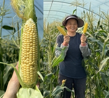 초당옥수수