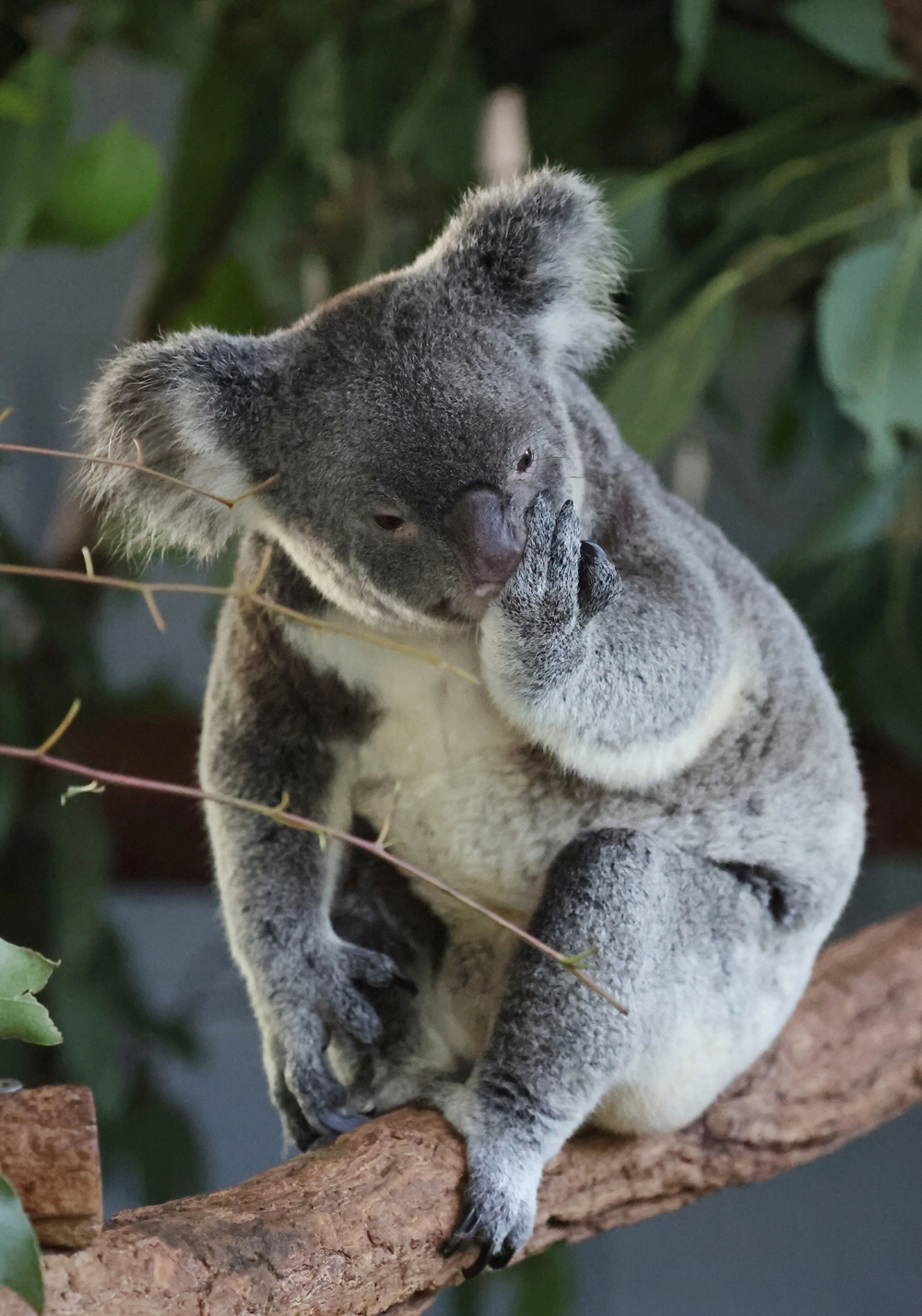 AUSTRALIA-BRISBANE-LONE PINE KOALA ... <YONHAP NO-5317> (XINHUA)