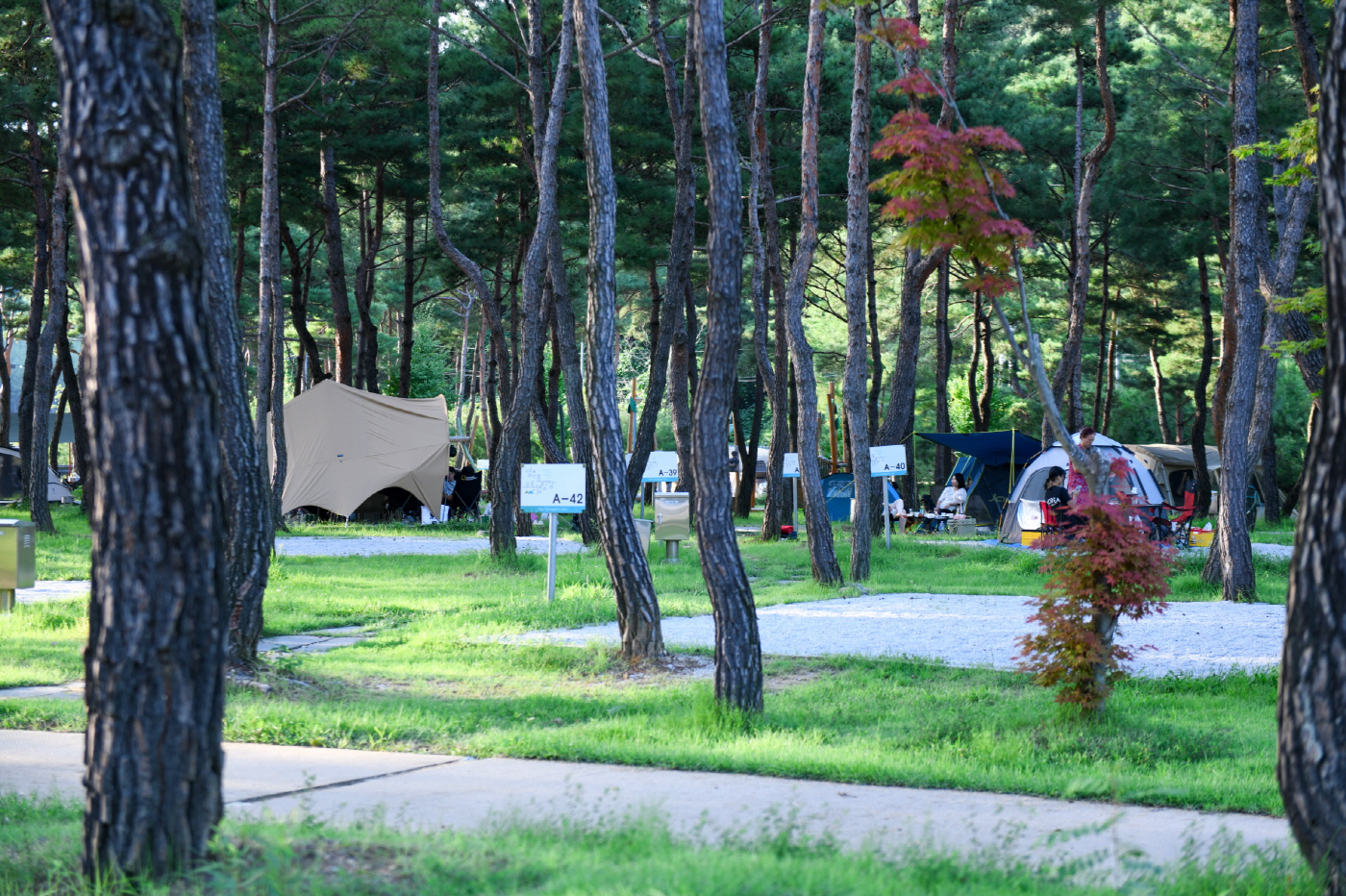 영주호 오토캠핑장 캠핑사이트