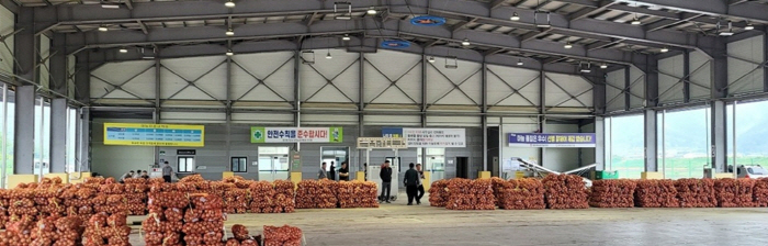 260602 합천군 보도자료(합천동부농협 중만생 양파 산지경매 본격 실시) (4)-crop