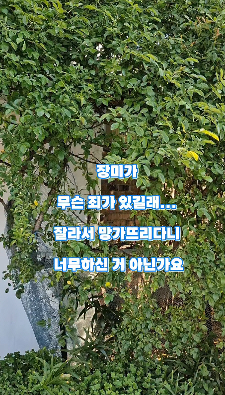 파란대문