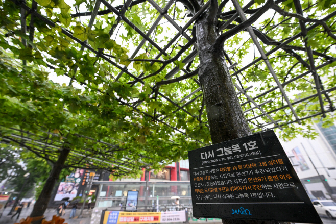 마포구 '다시 그늘목 1호' 식재