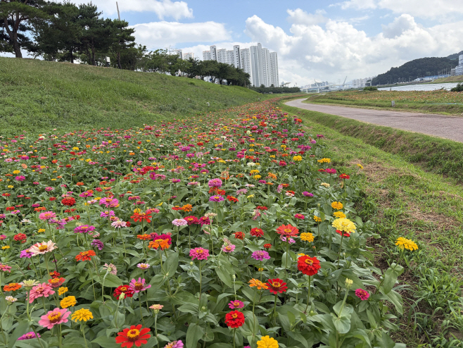 양산천변 백일홍 만개