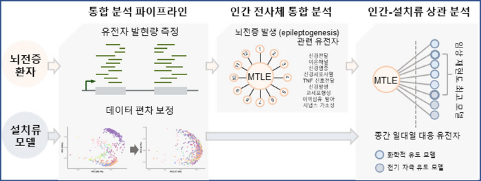 [그림] 뇌전증환자와 동물모델 데이터를 분석하는 과정
