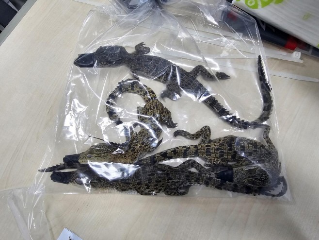 Smuggling ring indicted over trafficking of endangered species