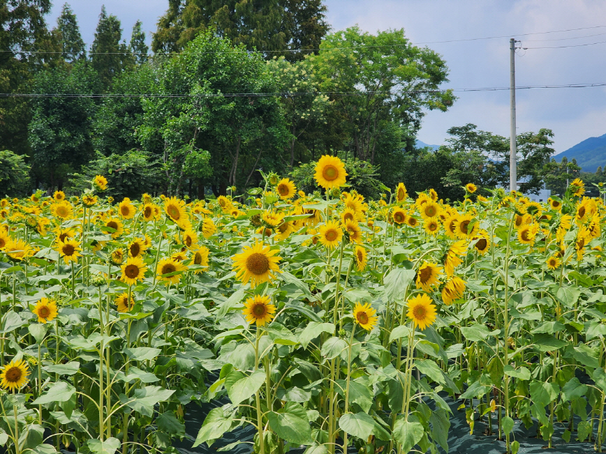 덕산온천관광지 내 조성된 해바라기 단지