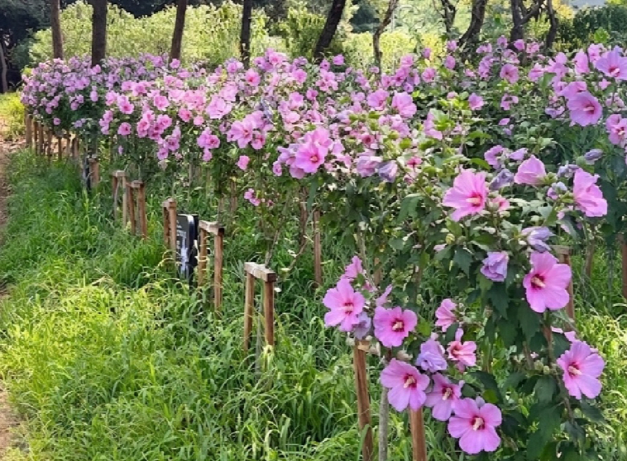 경기도 무궁화동산