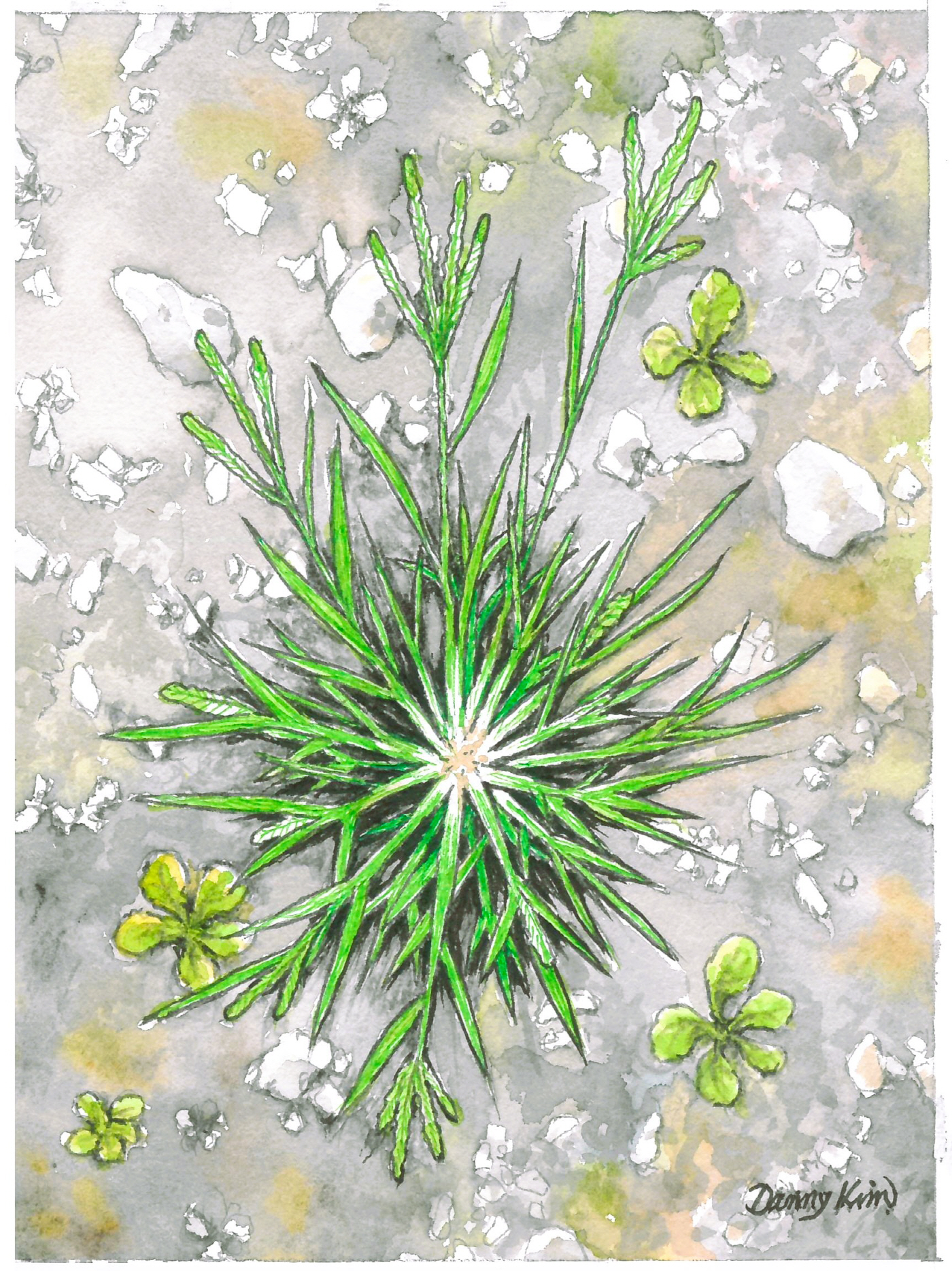 왕바랭이 그림