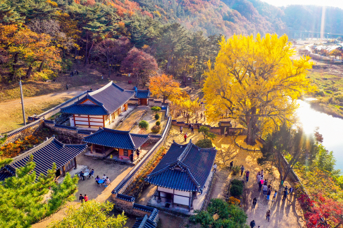 금시당 은행나무 (1)